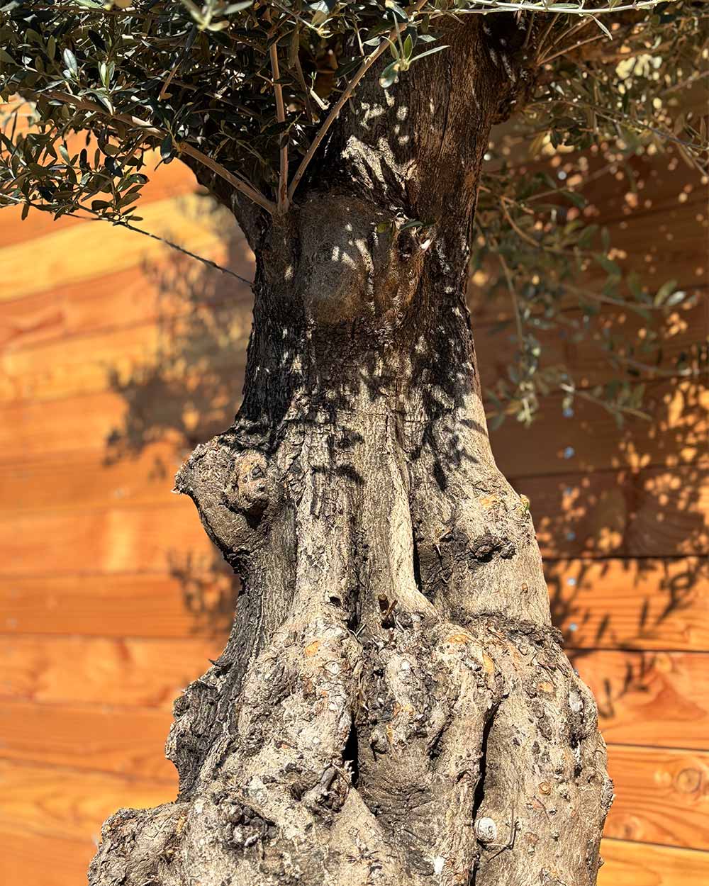 Olivenbaum „Terra“ (E10)
