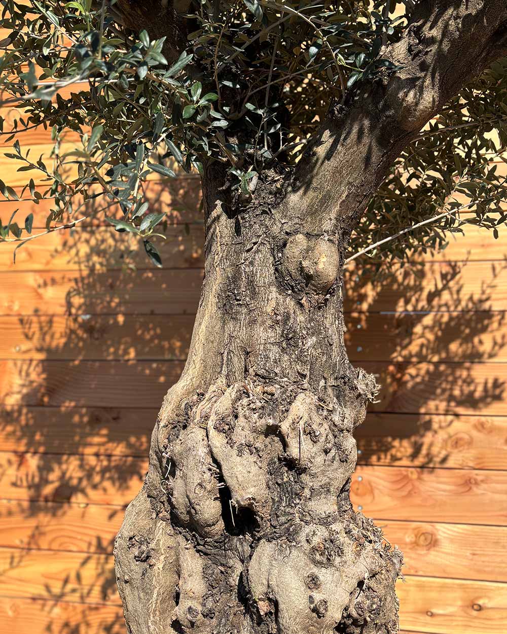 Olivenbaum „Terra“ (E10)