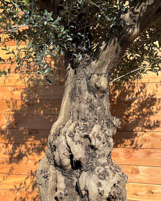 Olivenbaum „Terra“ (E10)