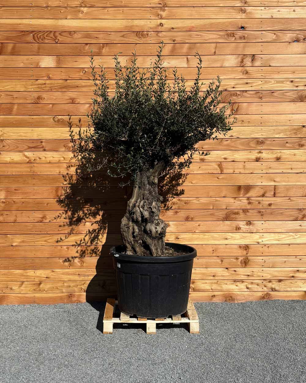 Olivenbaum „Terra“ (E10)