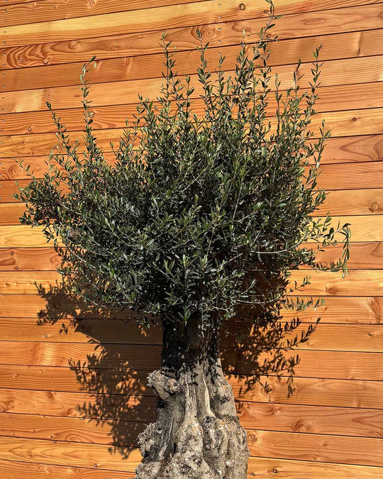 Olivenbaum „Terra“ (E10)