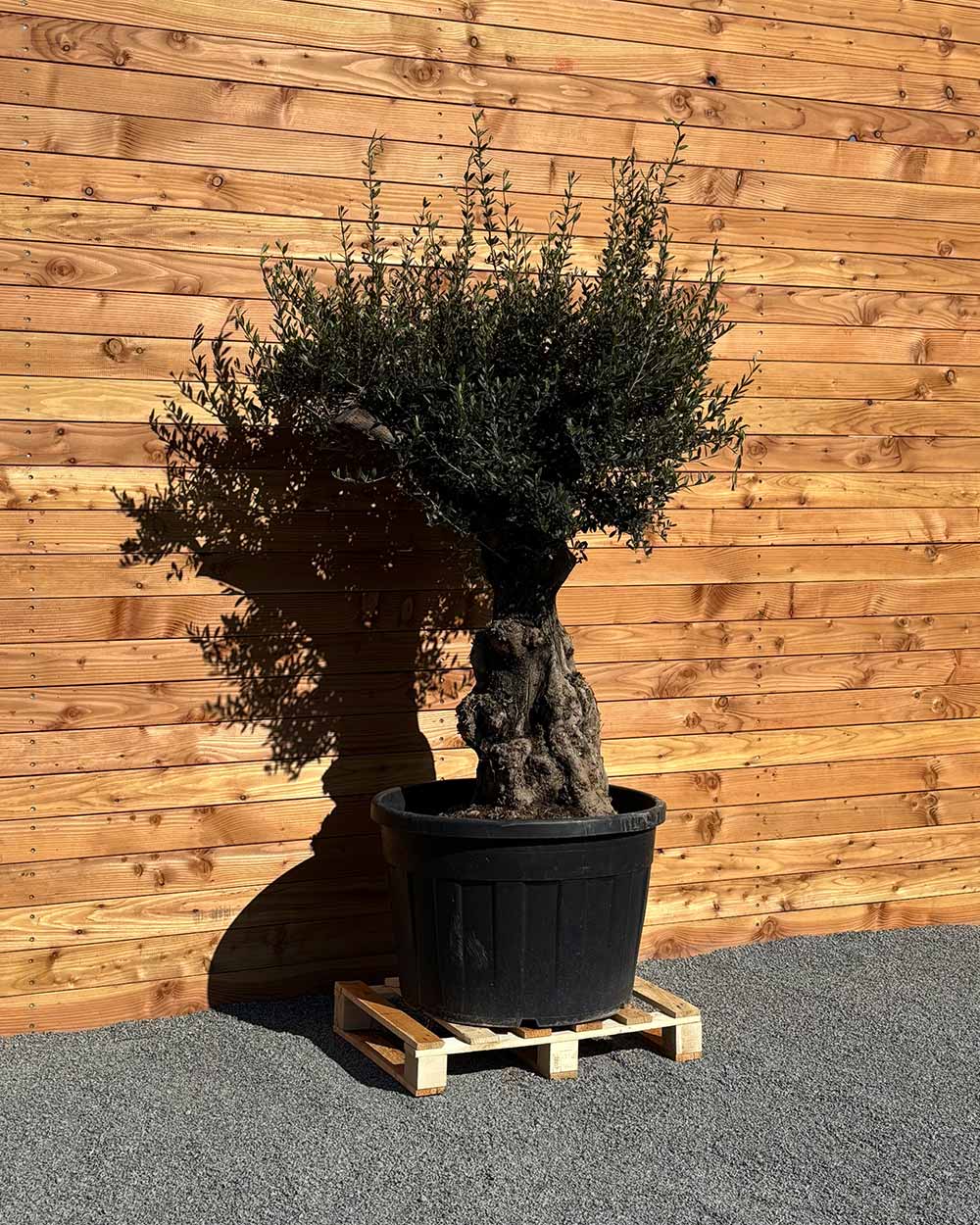 Olivenbaum „Terra“ (E10)