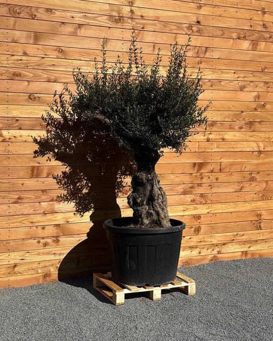Olivenbaum „Terra“ (E10)