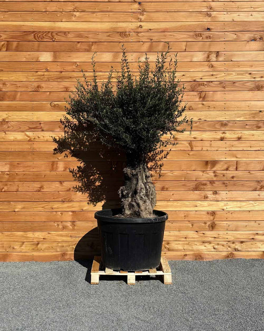 Olivenbaum „Terra“ (E10)