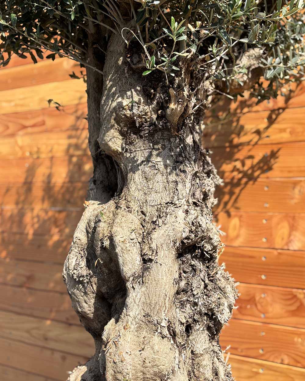 Olivenbaum „Terra“ (E2)