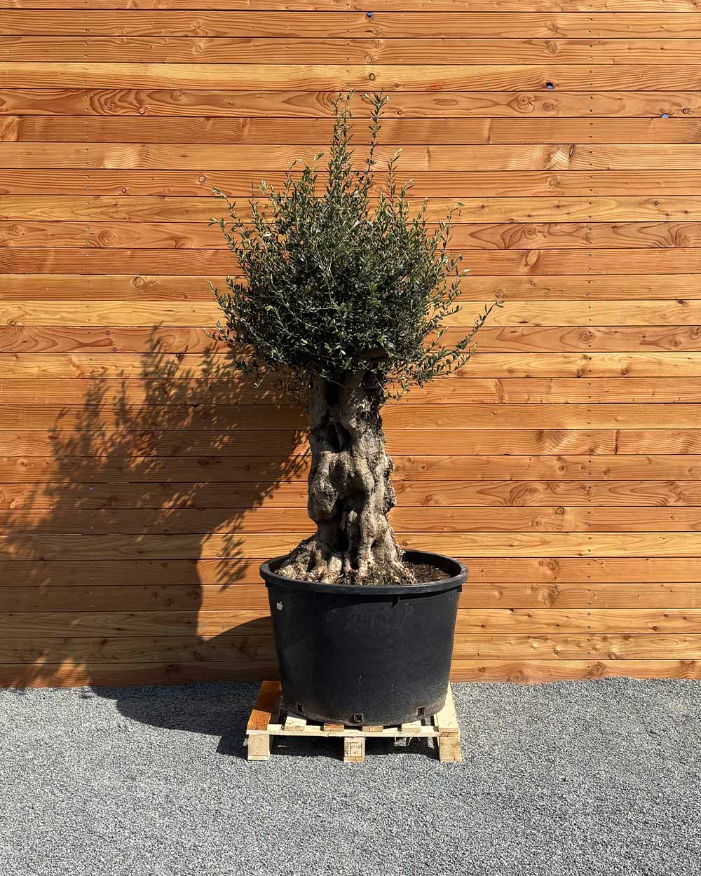 Olivenbaum „Terra“ (E2)