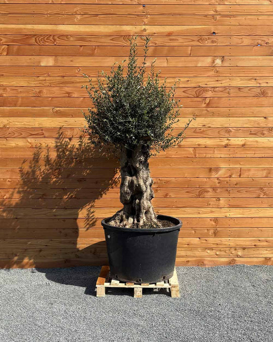 Olivenbaum „Terra“ (E2)