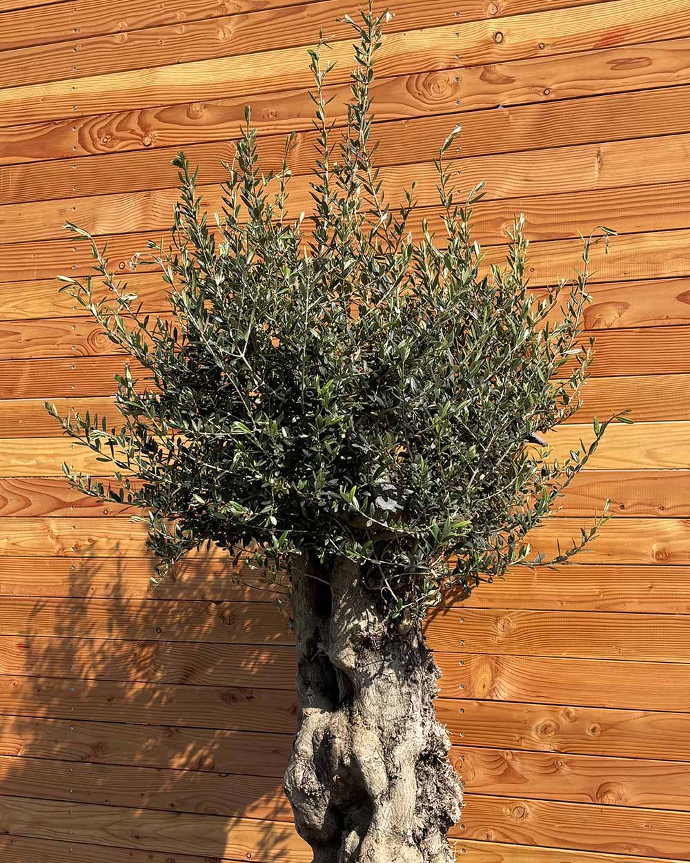 Olivenbaum „Terra“ (E2)