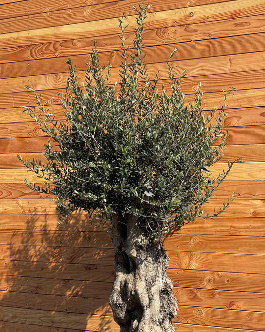 Olivenbaum „Terra“ (E2)