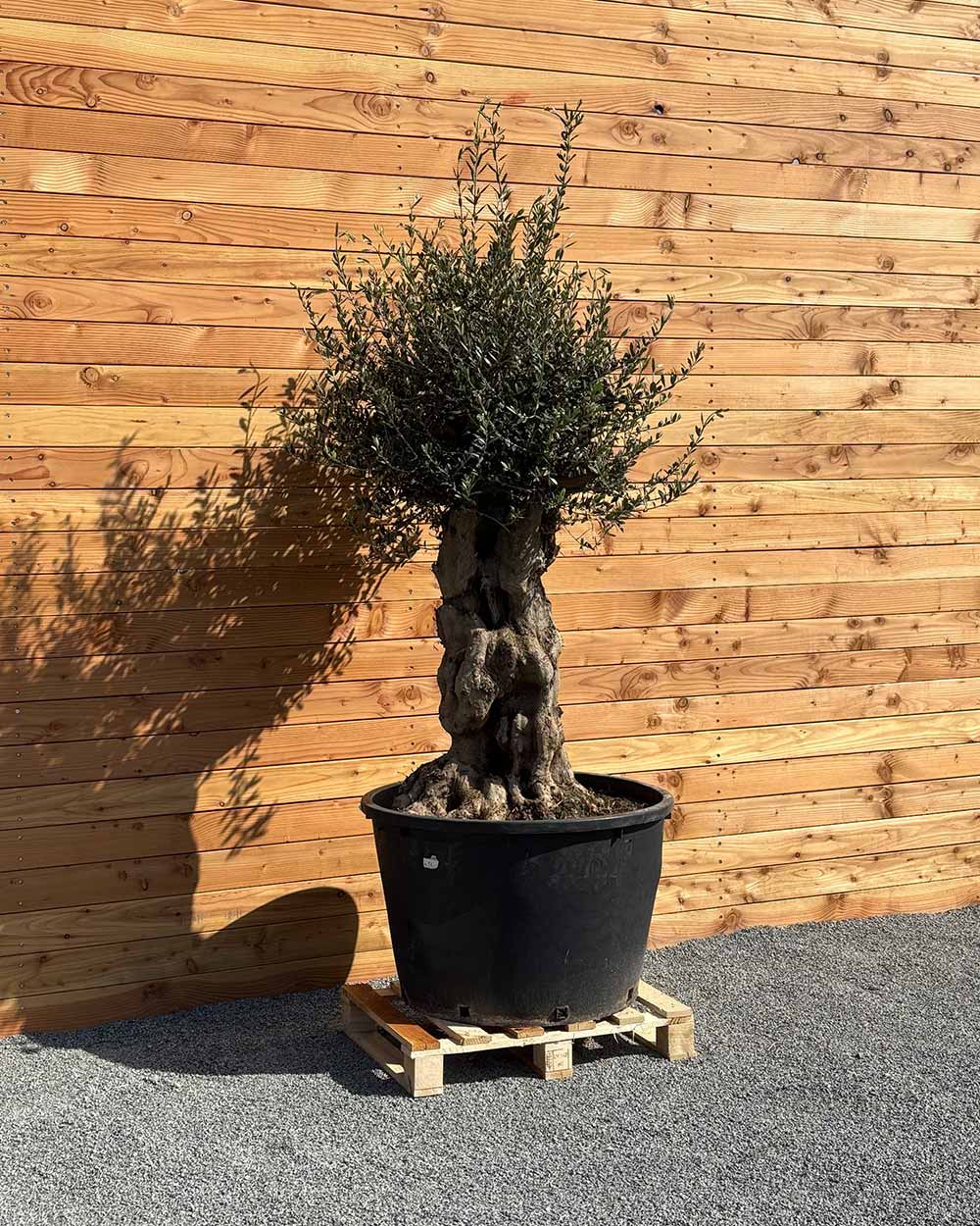 Olivenbaum „Terra“ (E2)