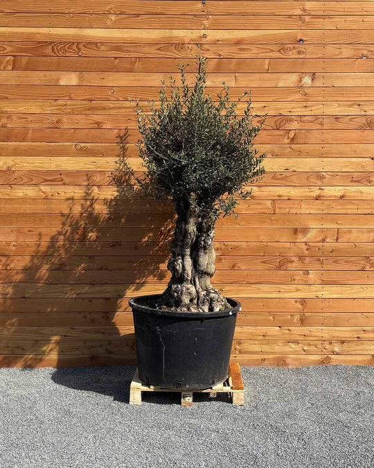Olivenbaum „Terra“ (E2)
