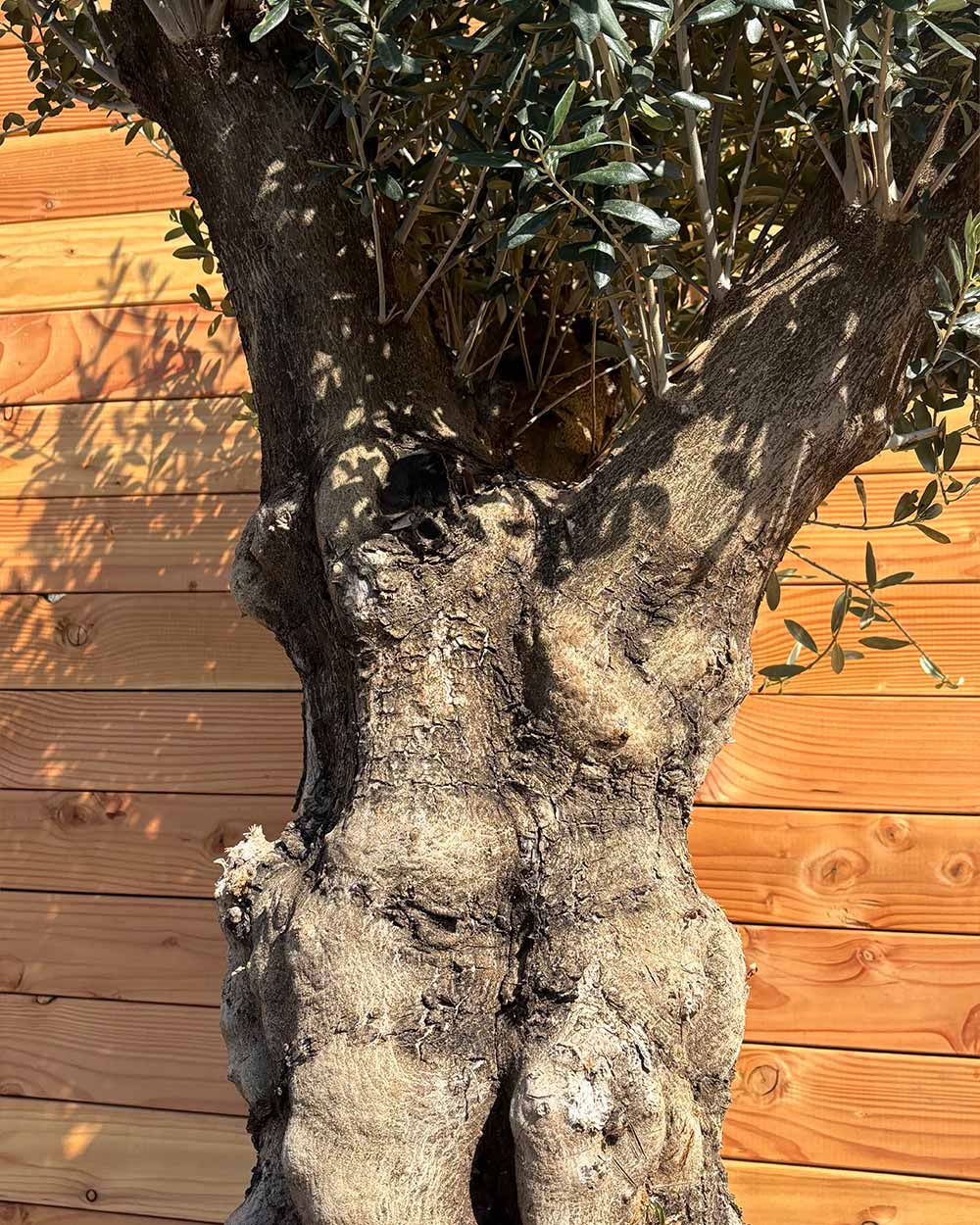 Olivenbaum „Terra“ (E3)