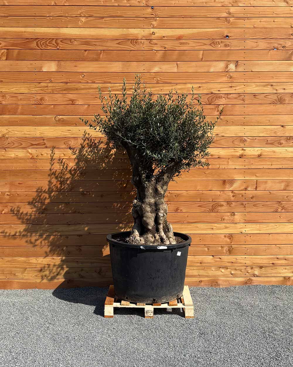 Olivenbaum „Terra“ (E3)