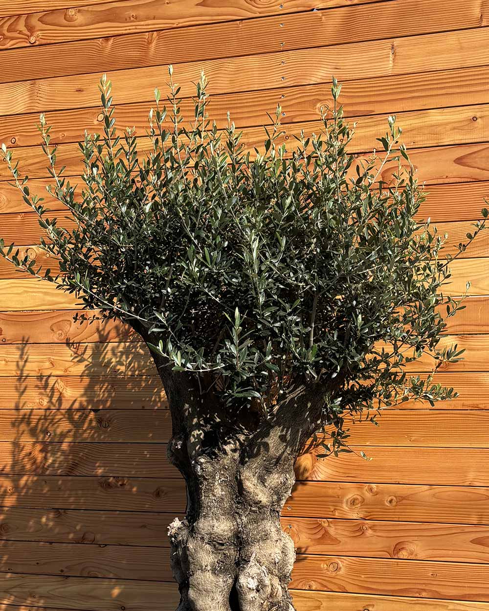 Olivenbaum „Terra“ (E3)