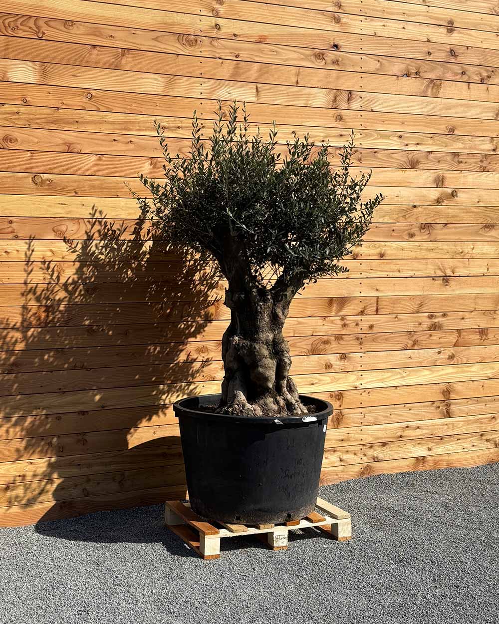 Olivenbaum „Terra“ (E3)