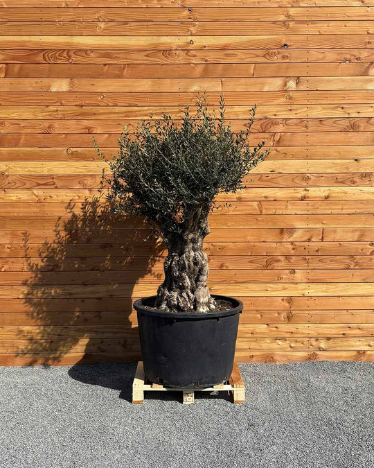 Olivenbaum „Terra“ (E3)