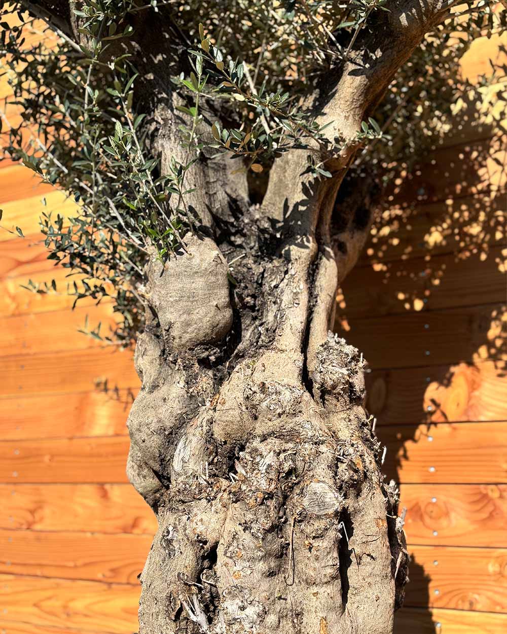 Olivenbaum „Terra“ (E4)