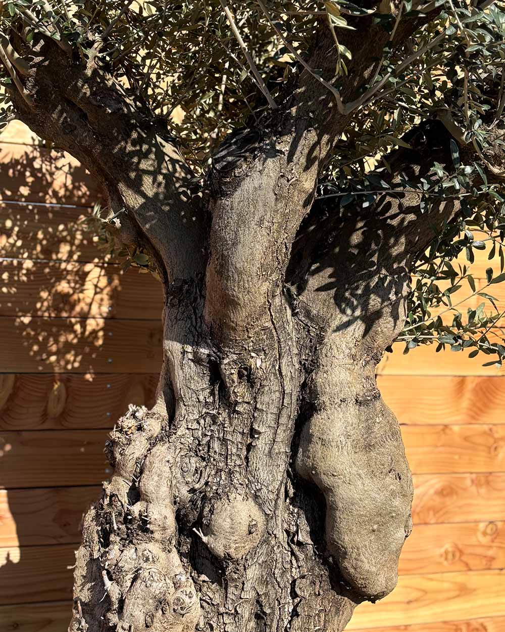 Olivenbaum „Terra“ (E4)