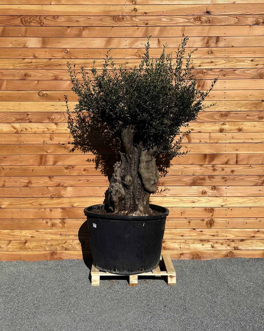 Olivenbaum „Terra“ (E4)