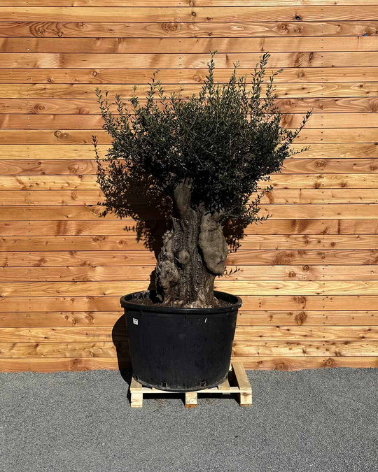 Olivenbaum „Terra“ (E4)