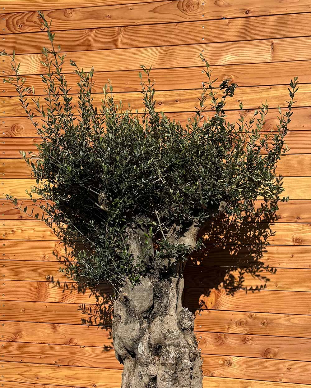 Olivenbaum „Terra“ (E4)