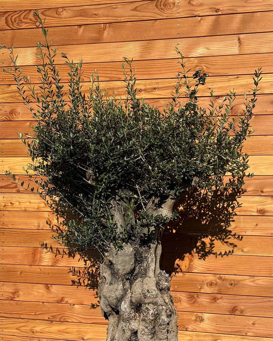 Olivenbaum „Terra“ (E4)