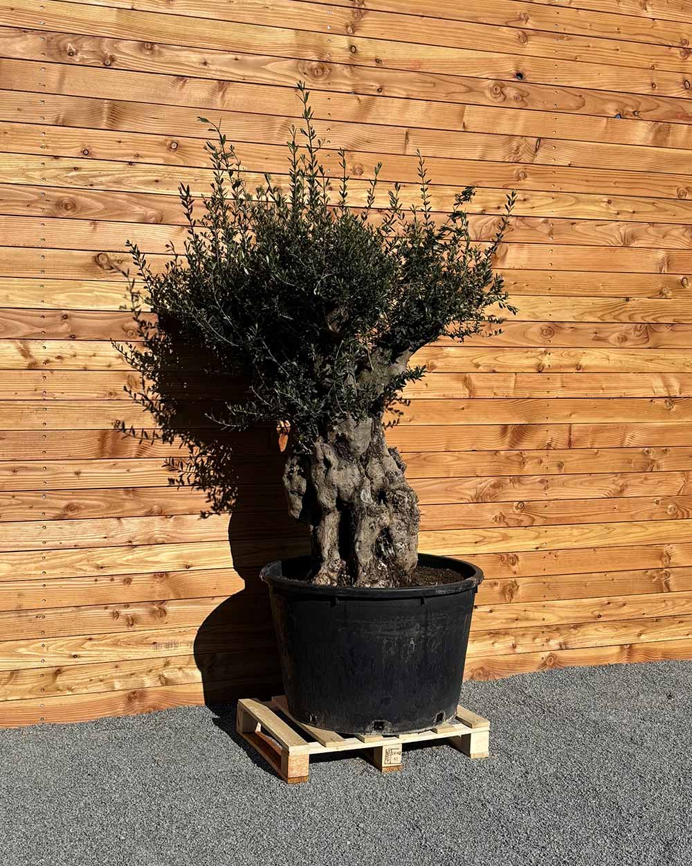 Olivenbaum „Terra“ (E4)