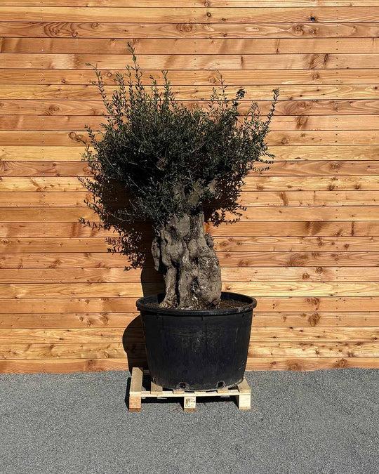 Olivenbaum „Terra“ (E4)
