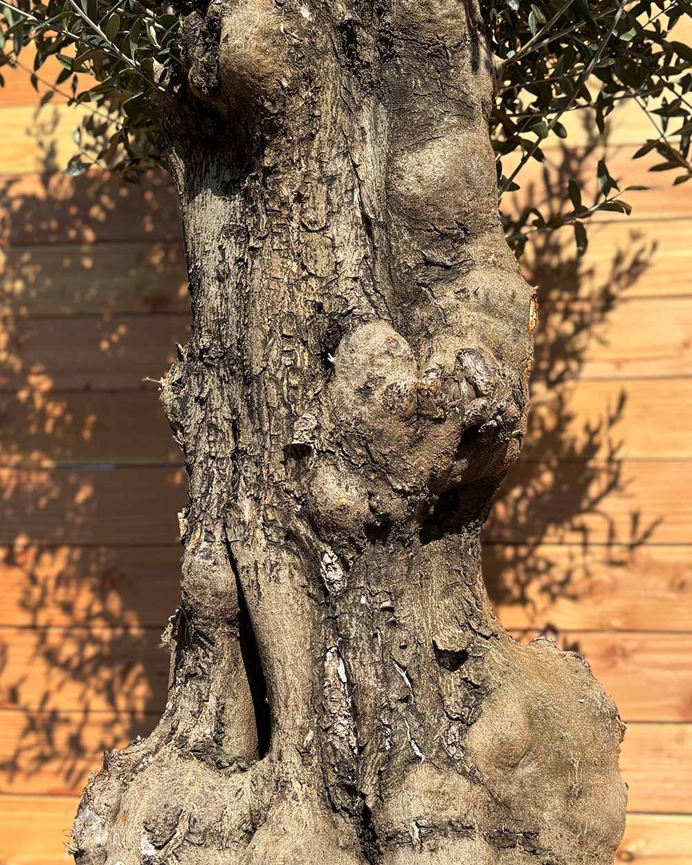 Olivenbaum „Terra“ (E5)