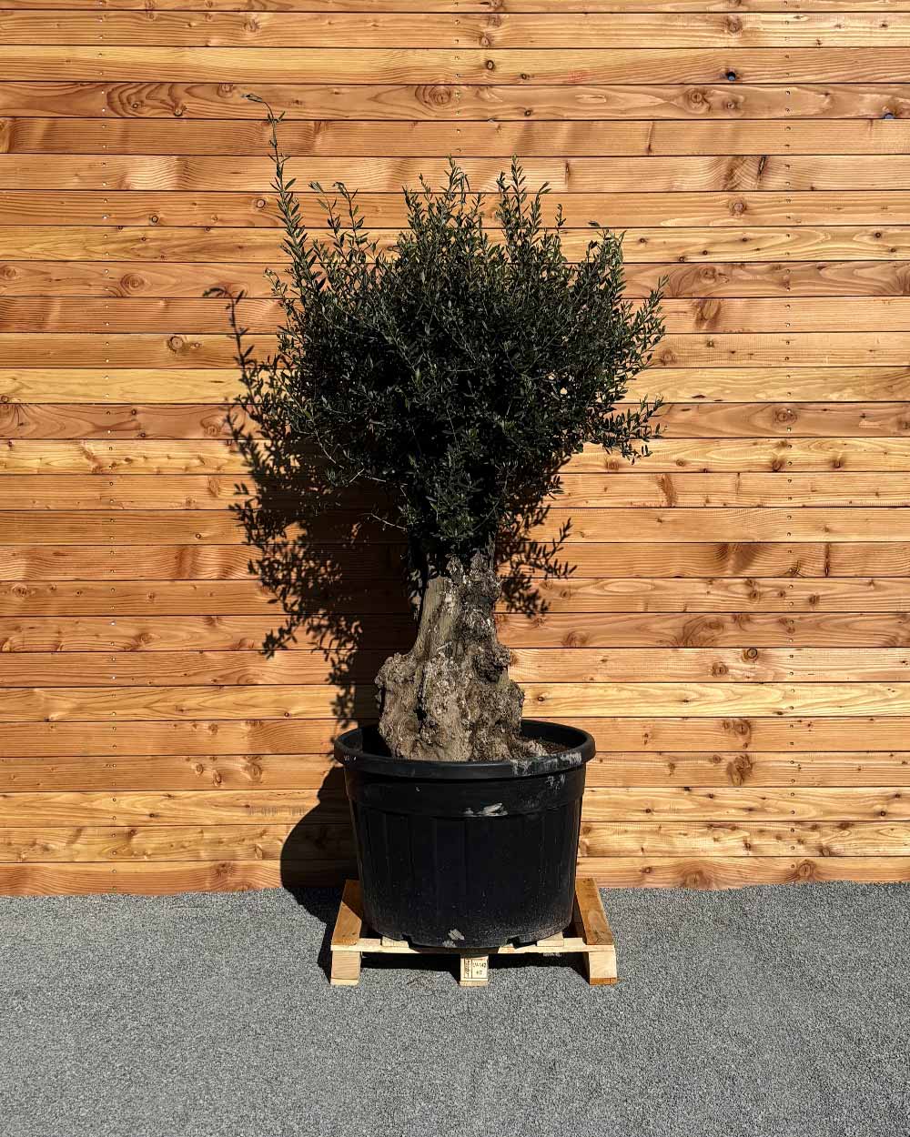 Olivenbaum „Terra“ (E5)