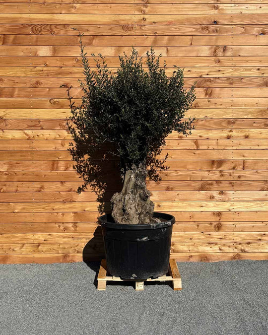 Olivenbaum „Terra“ (E5)