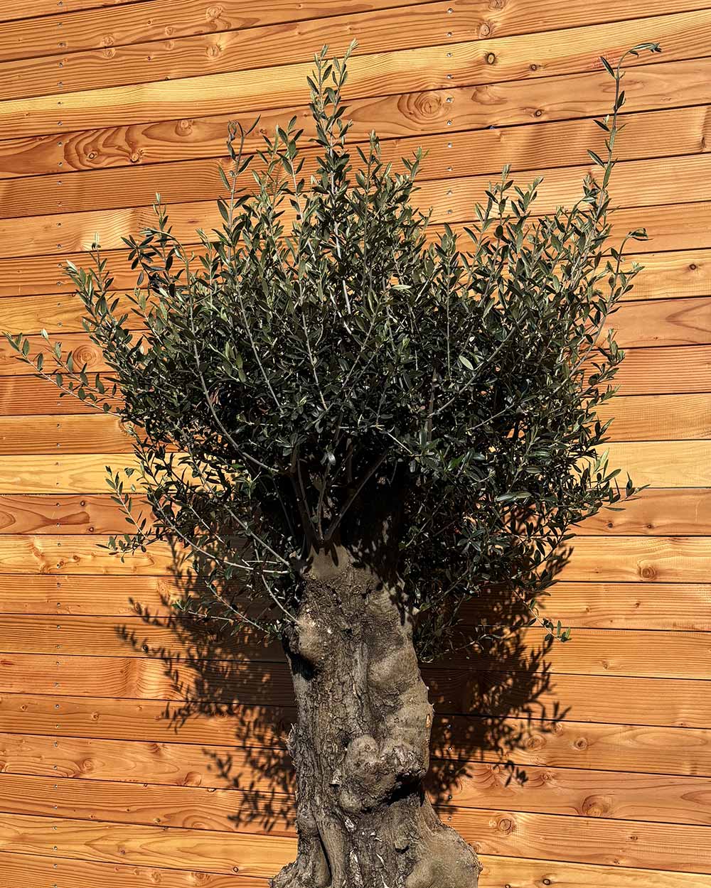 Olivenbaum „Terra“ (E5)