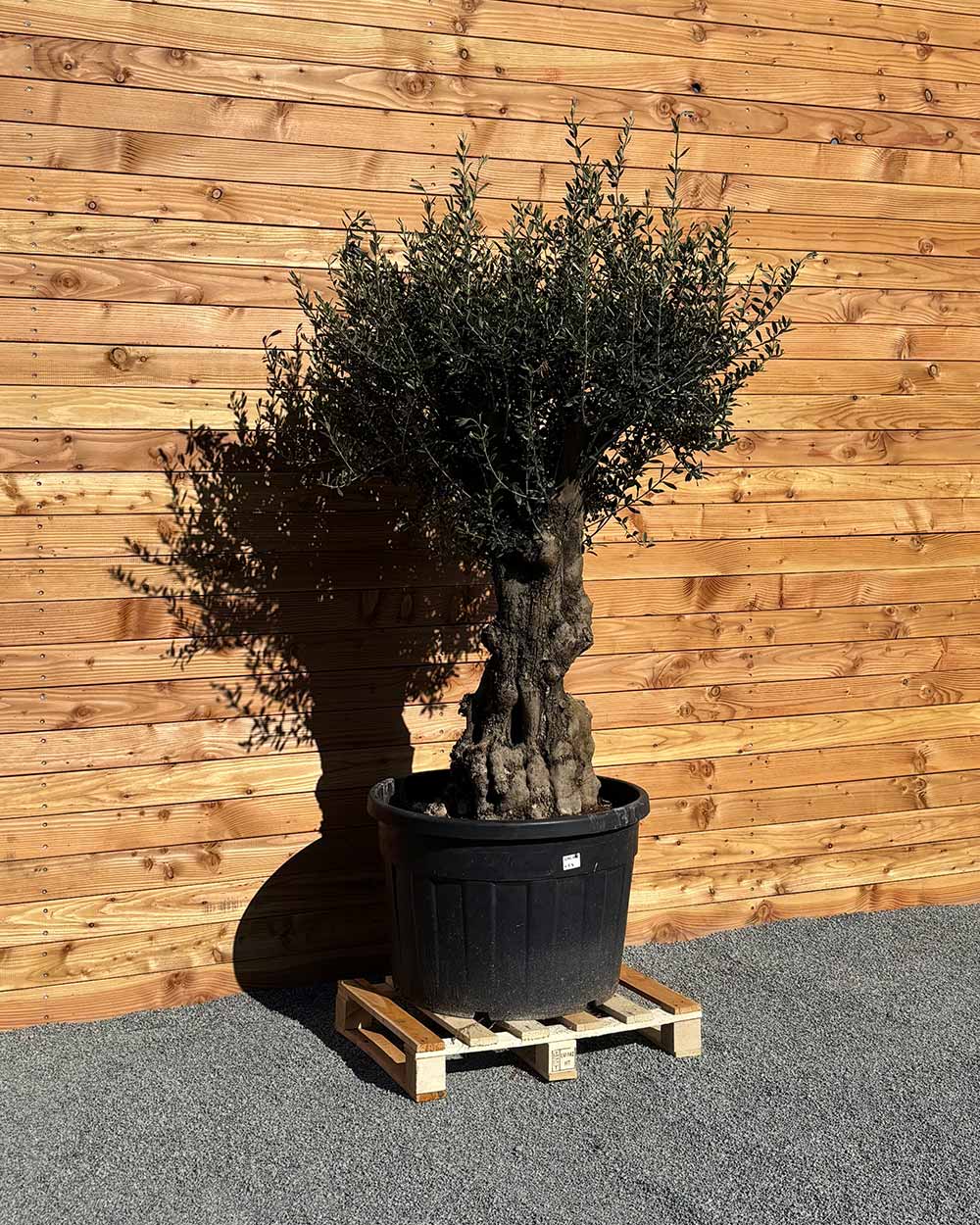 Olivenbaum „Terra“ (E5)