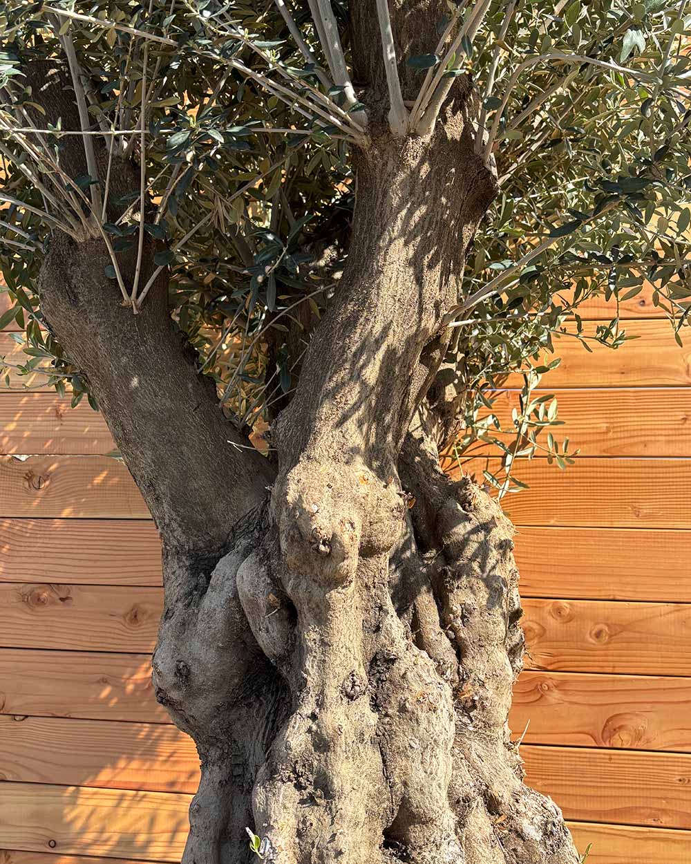 Olivenbaum „Terra“ (E7)