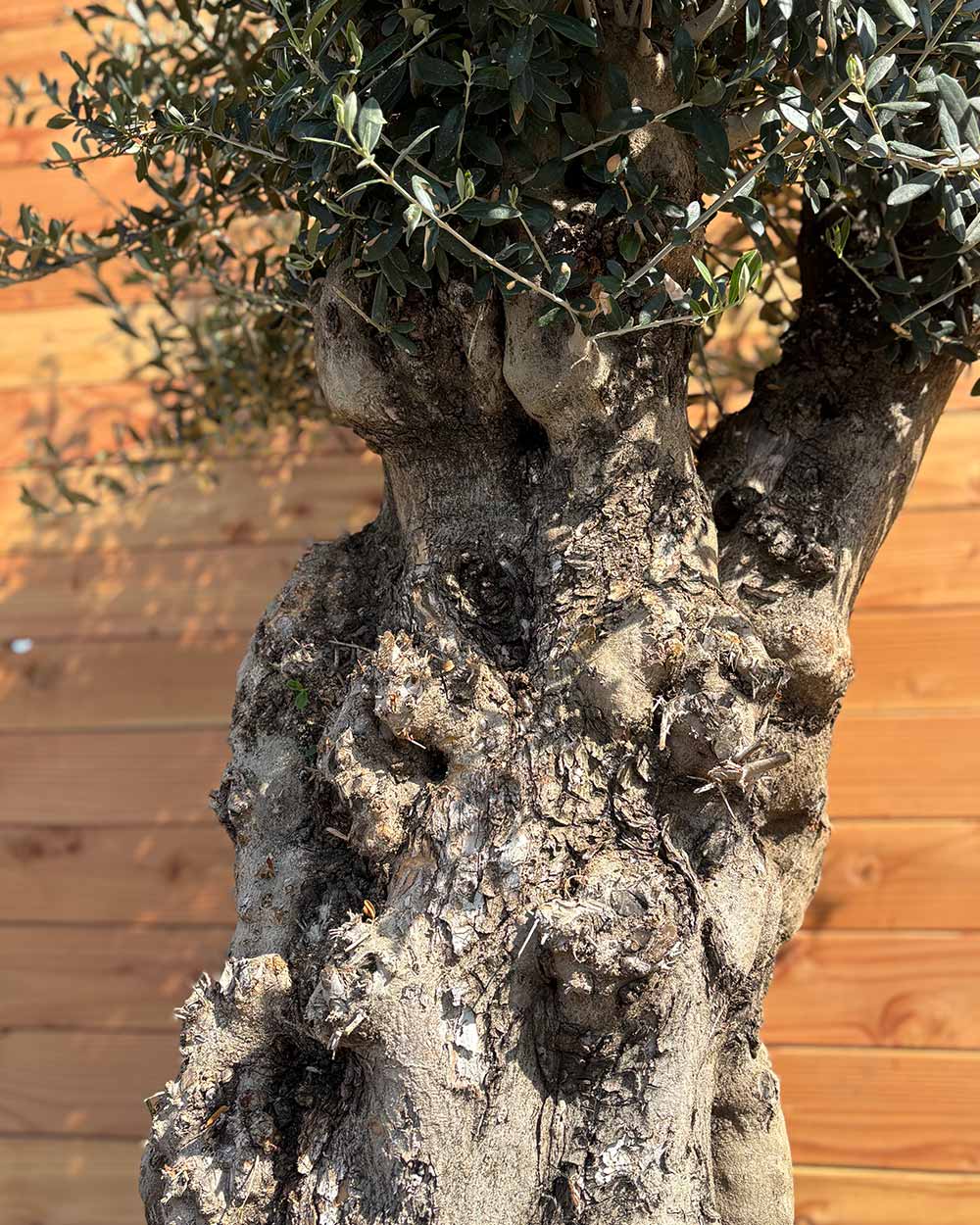 Olivenbaum „Terra“ (E7)