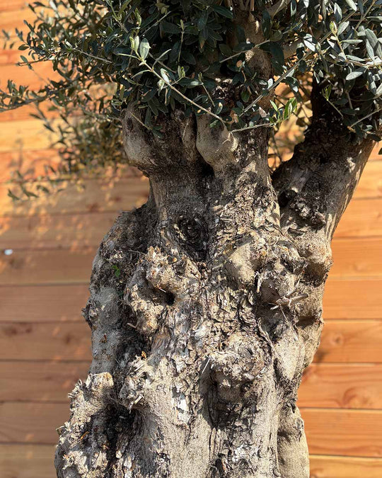 Olivenbaum „Terra“ (E7)