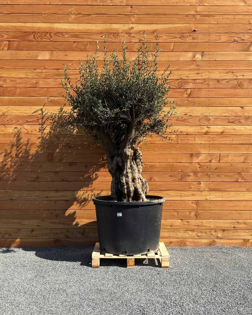 Olivenbaum „Terra“ (E7)