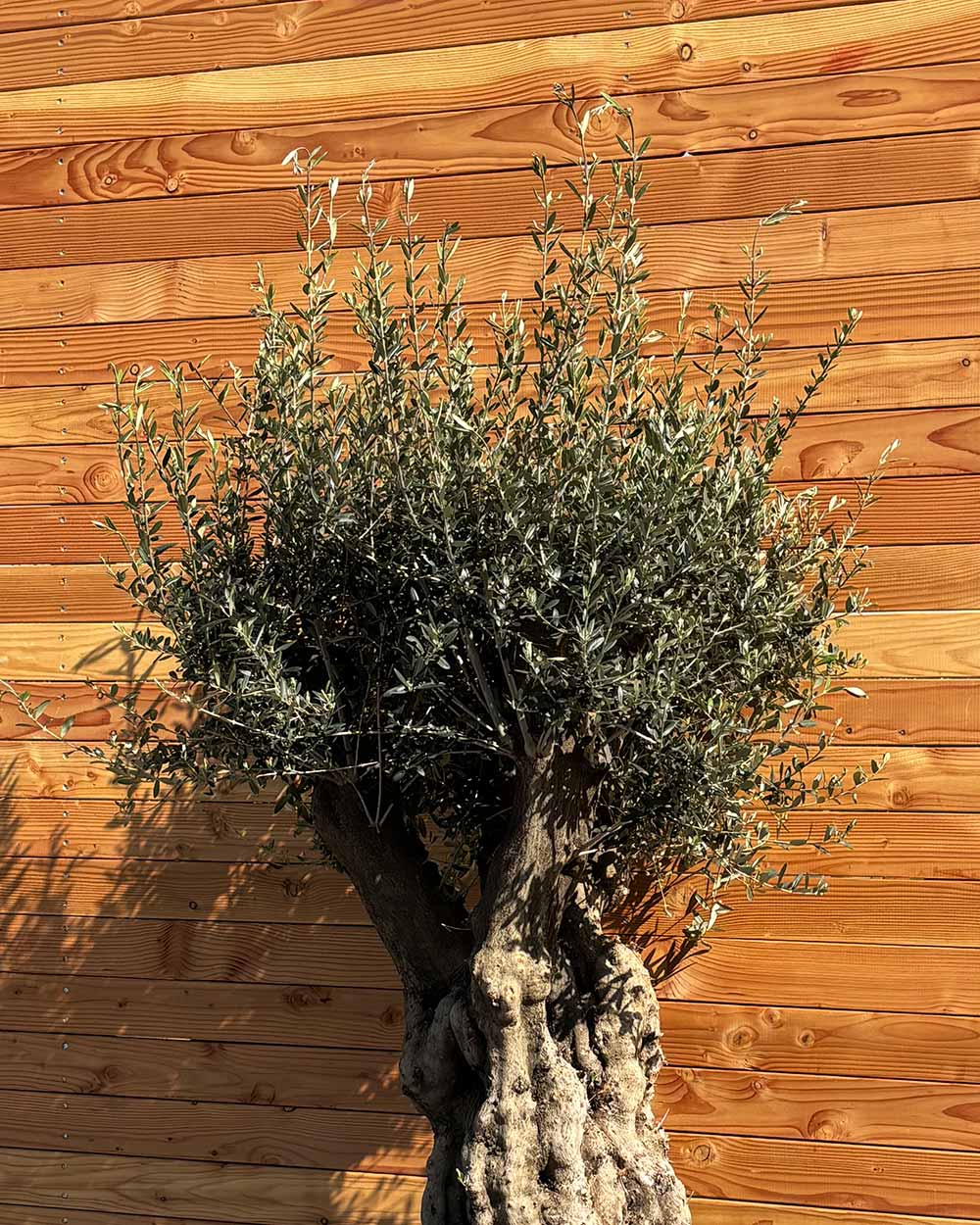 Olivenbaum „Terra“ (E7)