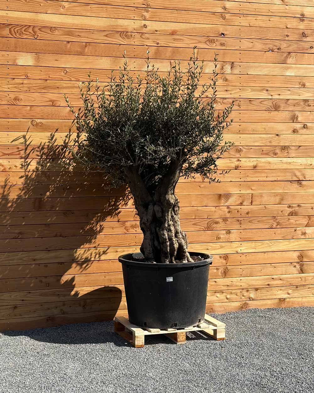 Olivenbaum „Terra“ (E7)