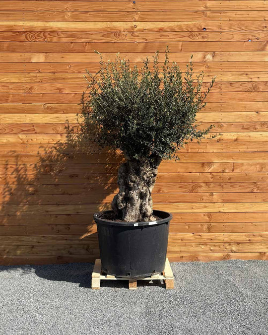 Olivenbaum „Terra“ (E7)