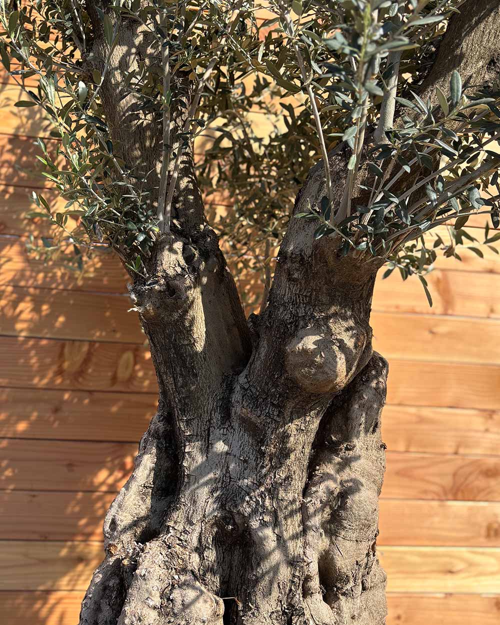 Olivenbaum „Terra“ (E8)