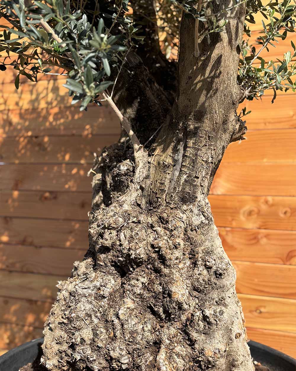 Olivenbaum „Terra“ (E8)