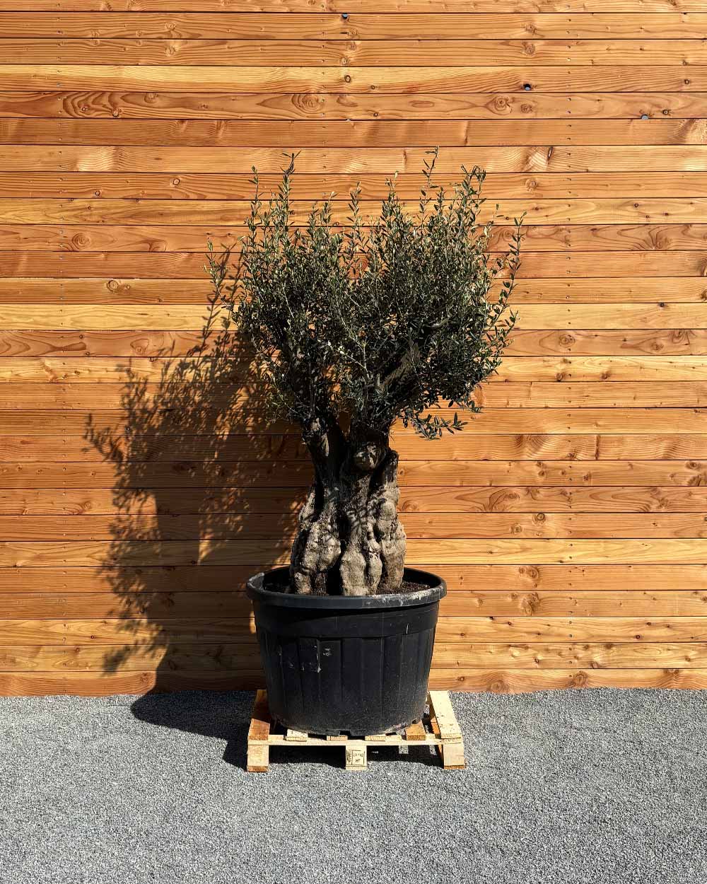 Olivenbaum „Terra“ (E8)
