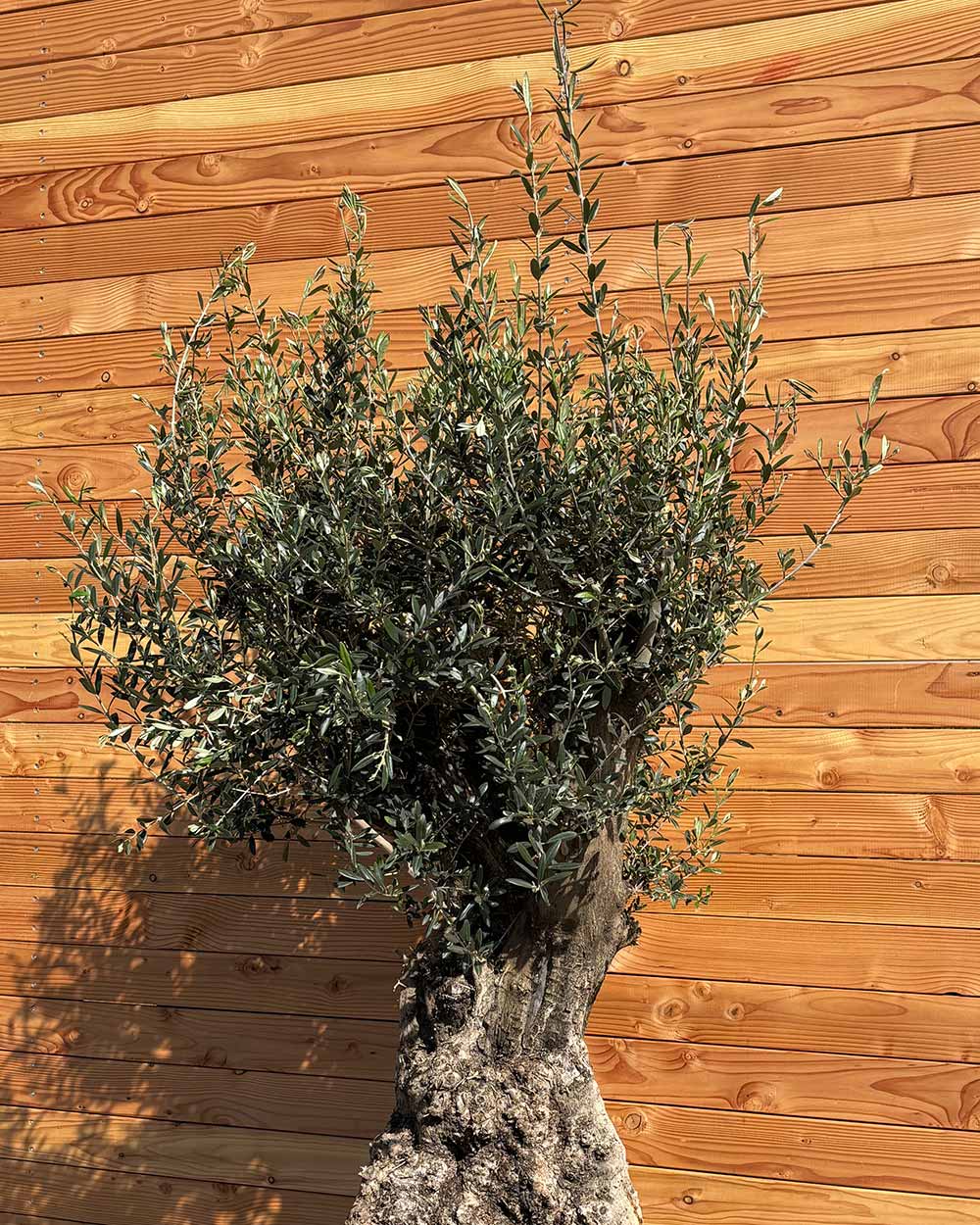 Olivenbaum „Terra“ (E8)