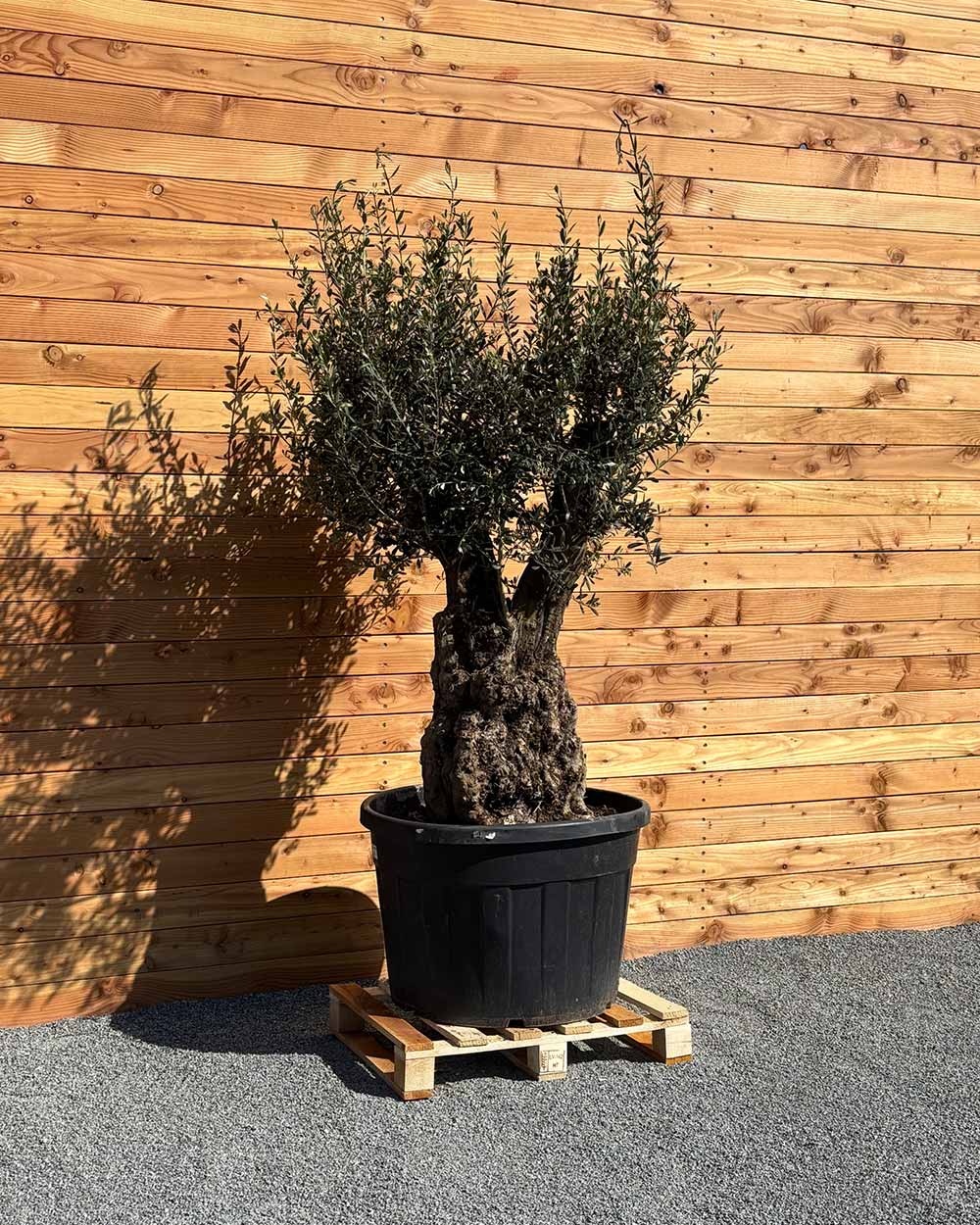 Olivenbaum „Terra“ (E8)
