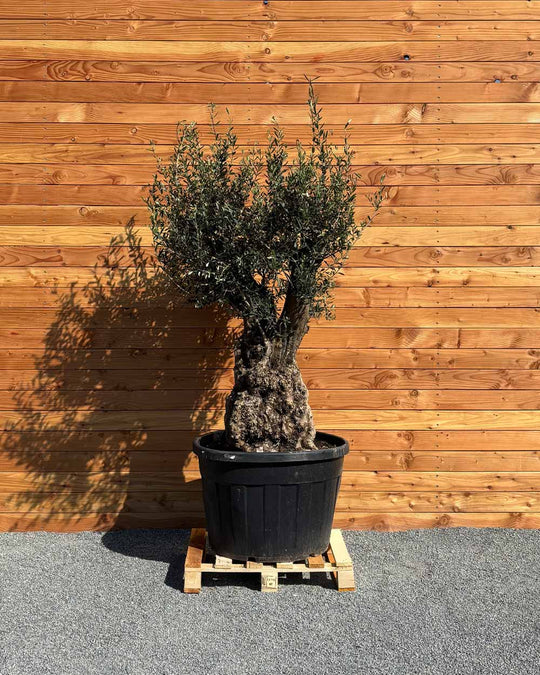 Olivenbaum „Terra“ (E8)