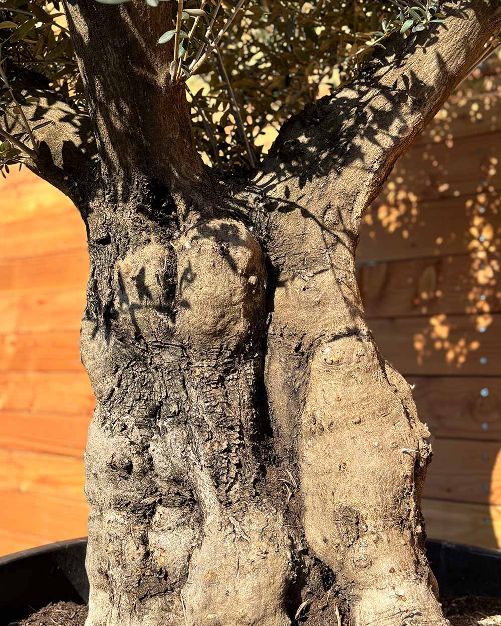 Olivenbaum „Terra“ (E9)