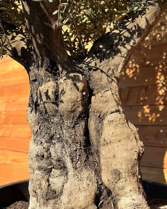 Olivenbaum „Terra“ (E9)
