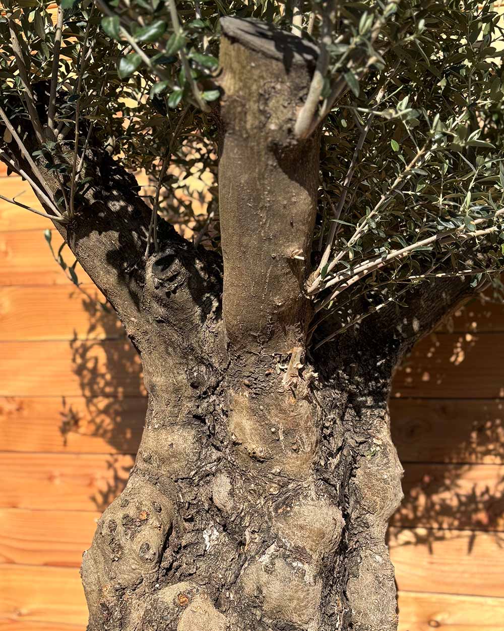 Olivenbaum „Terra“ (E9)