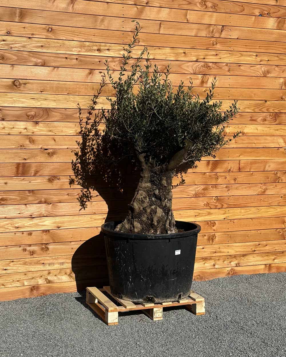 Olivenbaum „Terra“ (E9)